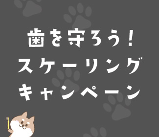 歯を守ろう！